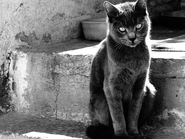 Athenian cat
