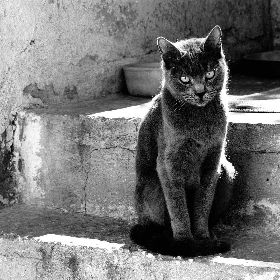 Athenian cat